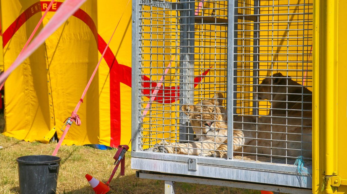 La France interdit les animaux sauvages dans les cirques.  On les dérange pas, les patrons se défendent